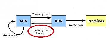 Howard Martín Temin