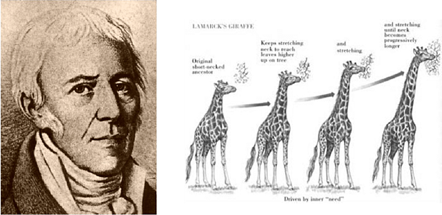 Lamarck.
