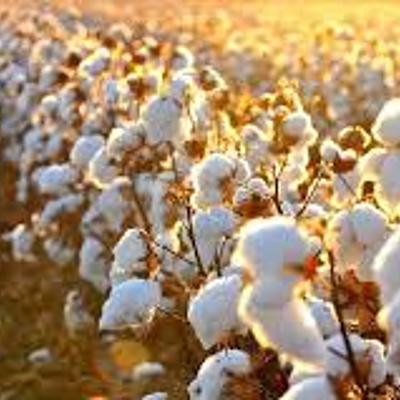 Timeline: productos derivados del algodón