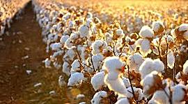 Timeline: productos derivados del algodón