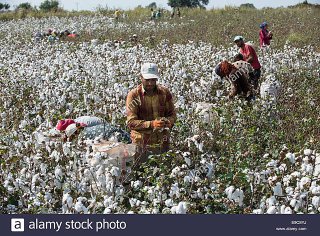 plantación y cosecha de algodón