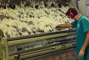 proceso de producción del algodon