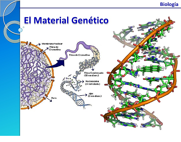 Material Genético