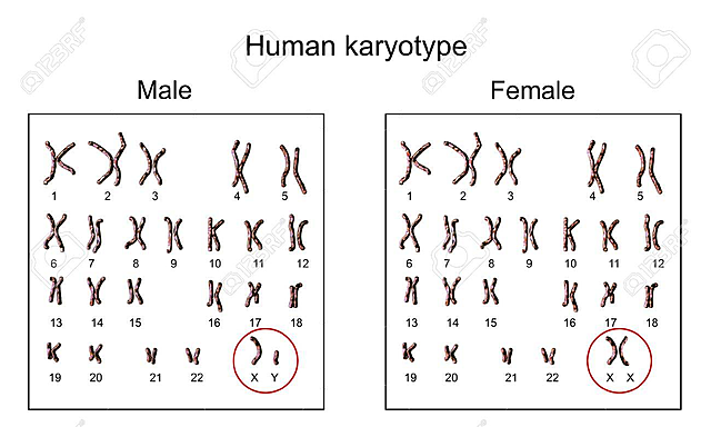 Número de Cromosomas