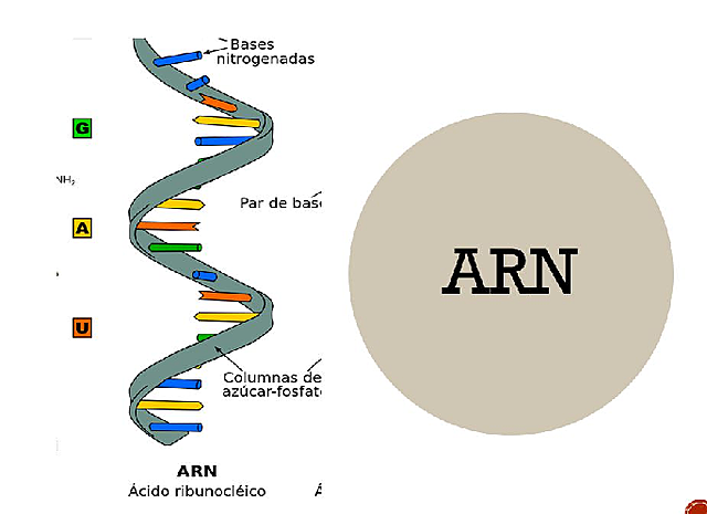 ARN
