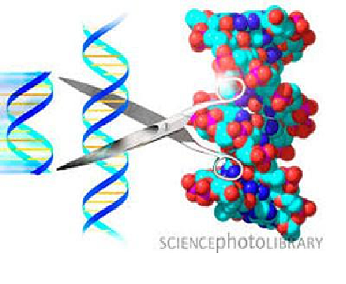Enzimas de Restricción