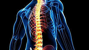 Estudio de la médula espinal