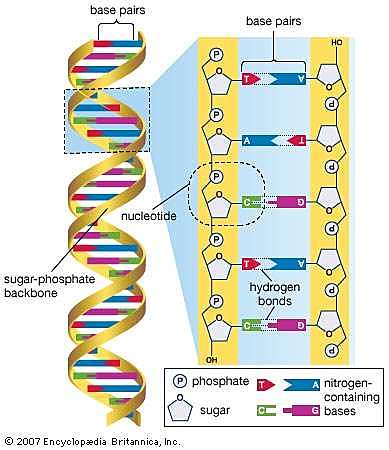 W. Gilbert y F. Sanger Secuenciación del ADN. Secuenciación de ADN, técnica utilizada para determinar la secuencia de nucleótidos de ADN (ácido desoxirribonucleico). La secuencia de nucleótidos es el nivel más fundamental de conocimiento de un gen.