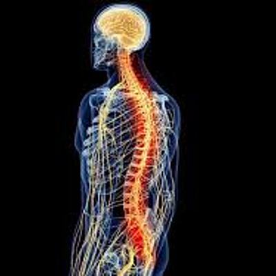 Timeline: LINEA DE TIEMPO DEL ESTUDIO DE LA MEDULA ESPINAL