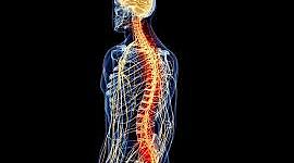 Timeline: LINEA DE TIEMPO DEL ESTUDIO DE LA MEDULA ESPINAL