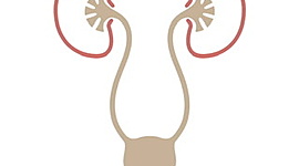 Timeline: Historia de la urología