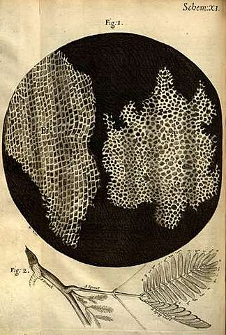 Robert Hooke.  Micrographia (1665; "Dibujos Pequeños")
