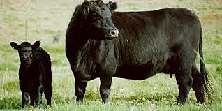 El Wagyu es introducido en Japón