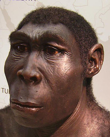 Homo Erectus