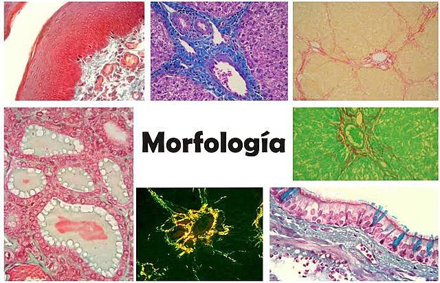 Morfología General de los Organismos