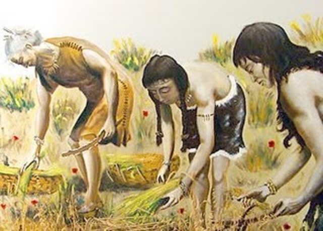 Cultivo del trigo 8.500 a.C