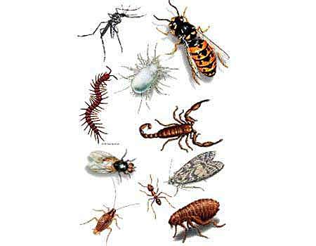 Origen de los invertebrados