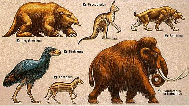 Origen de vertebrados 3