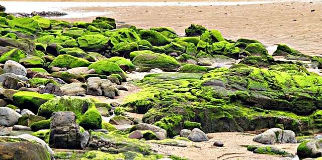 Primeras plantas en la tierra