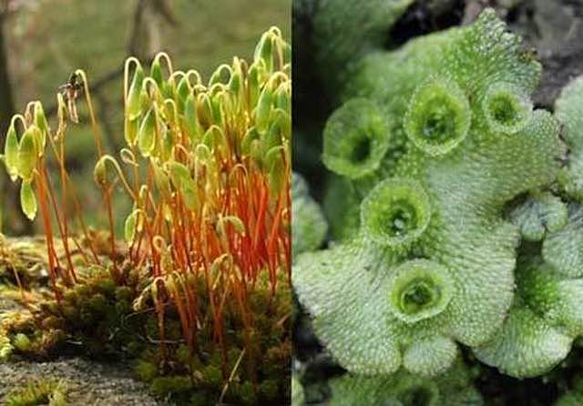 Primeras plantas en la tierra "hipótesis"