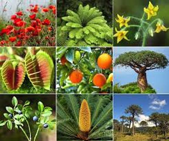 Diversidad en las plantas