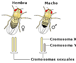 Experimentos con moscas del vinagre demuestran que los genes se encuentran en los cromosomas.