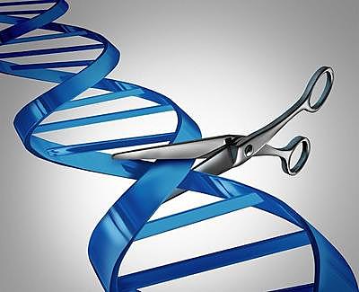 Se descubre como cortar y pegar fragmentos de ADN