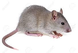 Hormona de crecimiento en las ratas