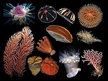 organismos cnidarios