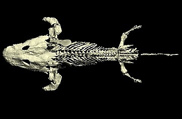 sistma nervisos periferico