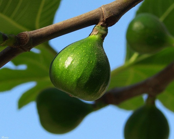 Великий Понедельник