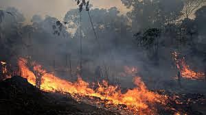 The Amazon Fires