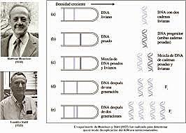 Experimentp de Messelson y Sthal