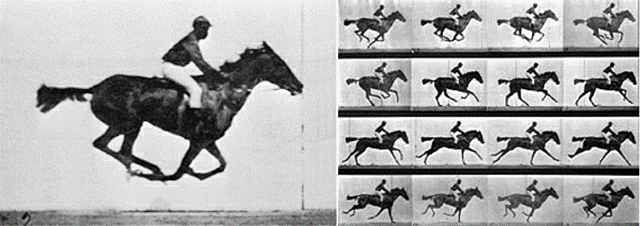 EADWEARD MUYBRIDGE (1830-1894).