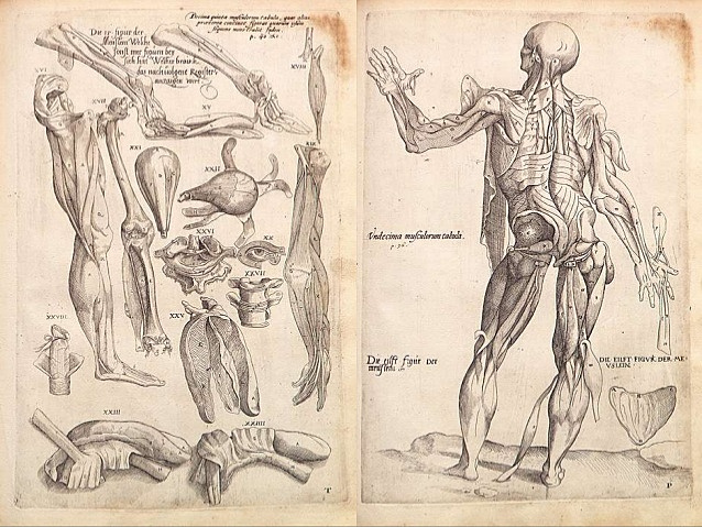 VESALIO (1514-1564).