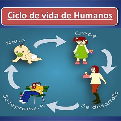 Timeline: Ciclos de la vida