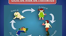 Timeline: Ciclos de la vida