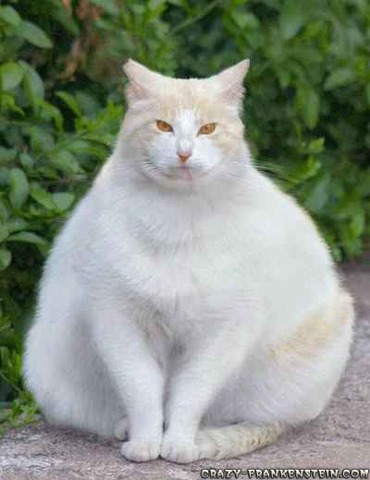I Get a Fatter Cat