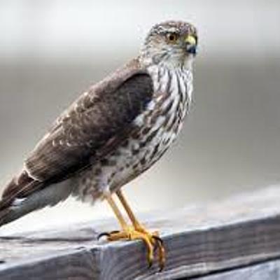 Timeline: Thebirdmanslife