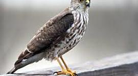 Timeline: Thebirdmanslife