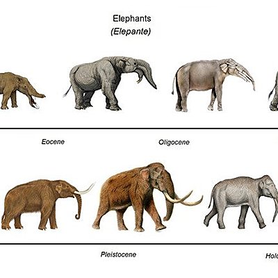 Timeline: Teories de l'evolució