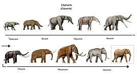 Timeline: Teories de l'evolució