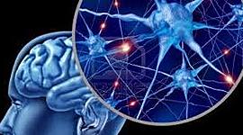 Timeline: Las Neurociencias de la conducta, un viaje que no se detiene.