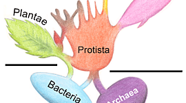 Timeline: Historia de los reinos de la naturaleza