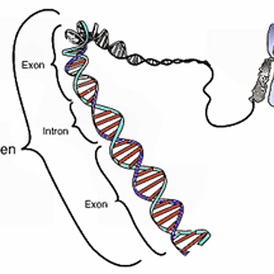 Timeline: ADN y el Genoma Humano