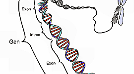 Timeline: ADN y el Genoma Humano