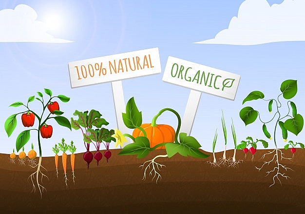 Trasplante de plántulas a las eras.