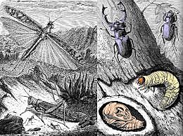 Cerebro de los insectos