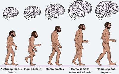 Evolución del cerebro en homÍnidos
