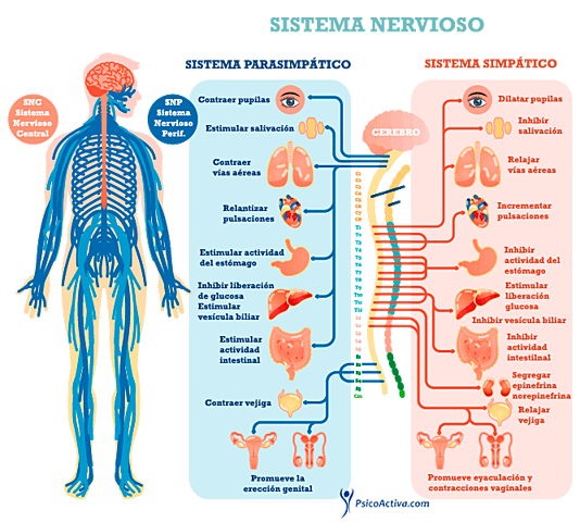 Dos tipos de organización nerviosa